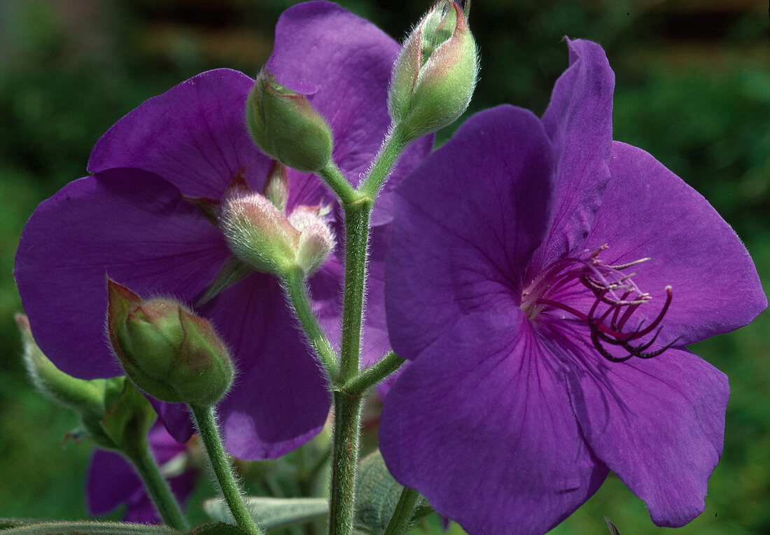 Tibouchina urvilleana (Princess flower)