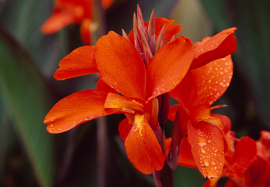 Canna Orangerot 