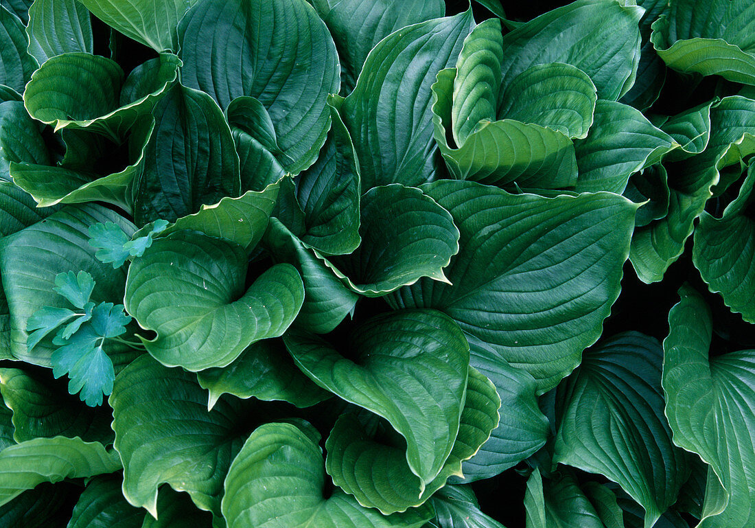 Hosta fortunei (Funkie)