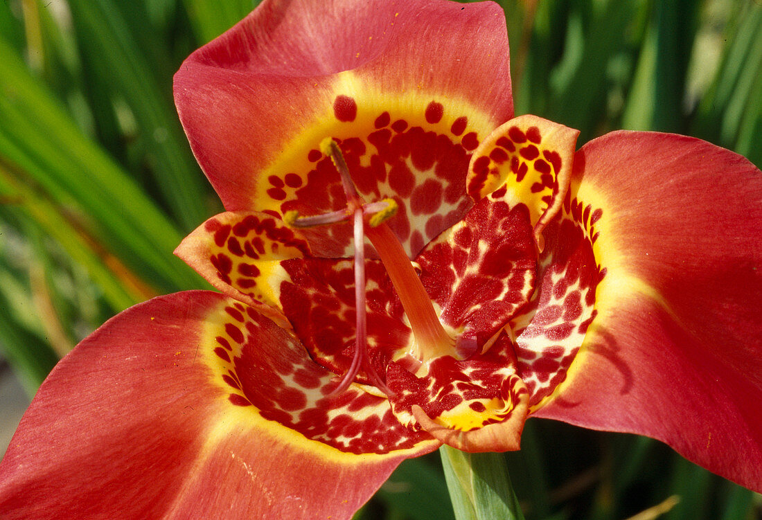 Tigridia pavonia 'Speciosa' (Tigerblume)