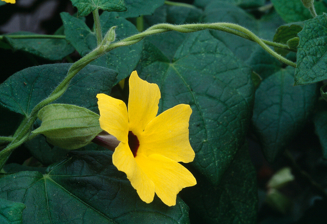 Thunbergia alata (Black-eyed Susanne)