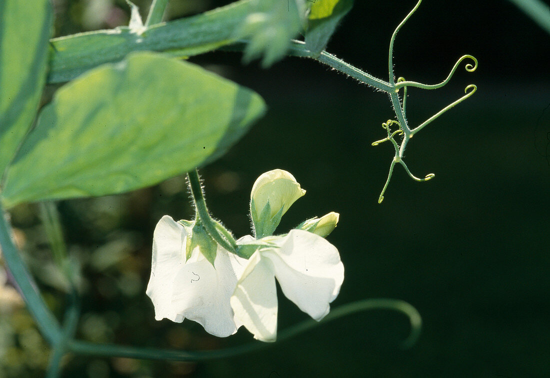 Lathyrus odoratus sweet pea