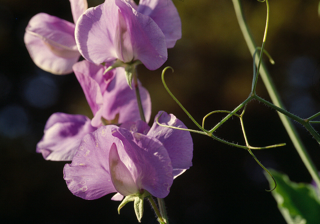 Lathyrus odoratus, purple sweet pea