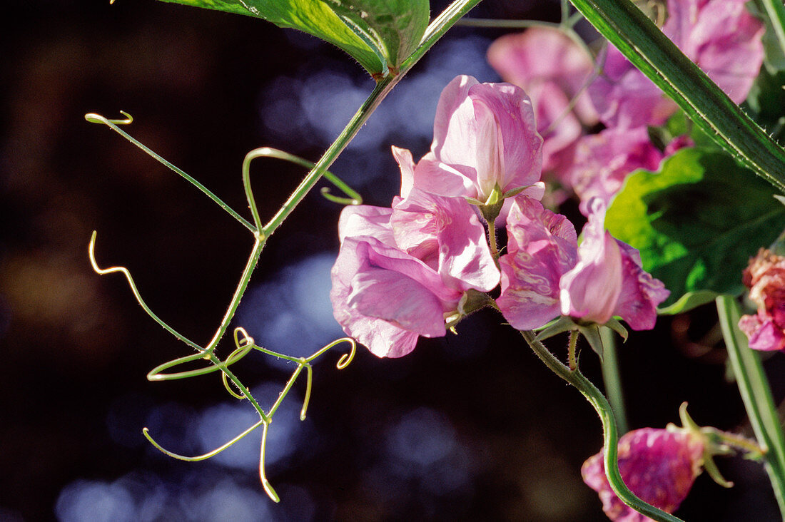 Lathyrus odoratus, purple sweet pea