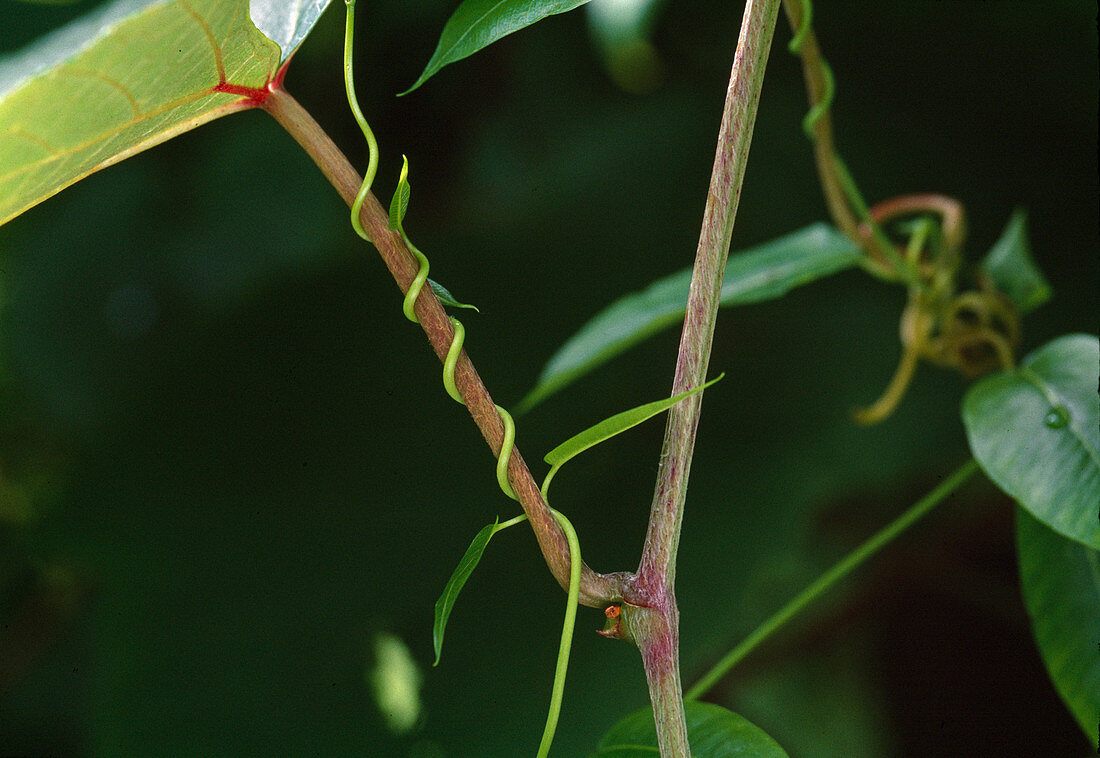 Periploca graeca (Greek tree loop) suitable for regions with mild winters or as a tub plant