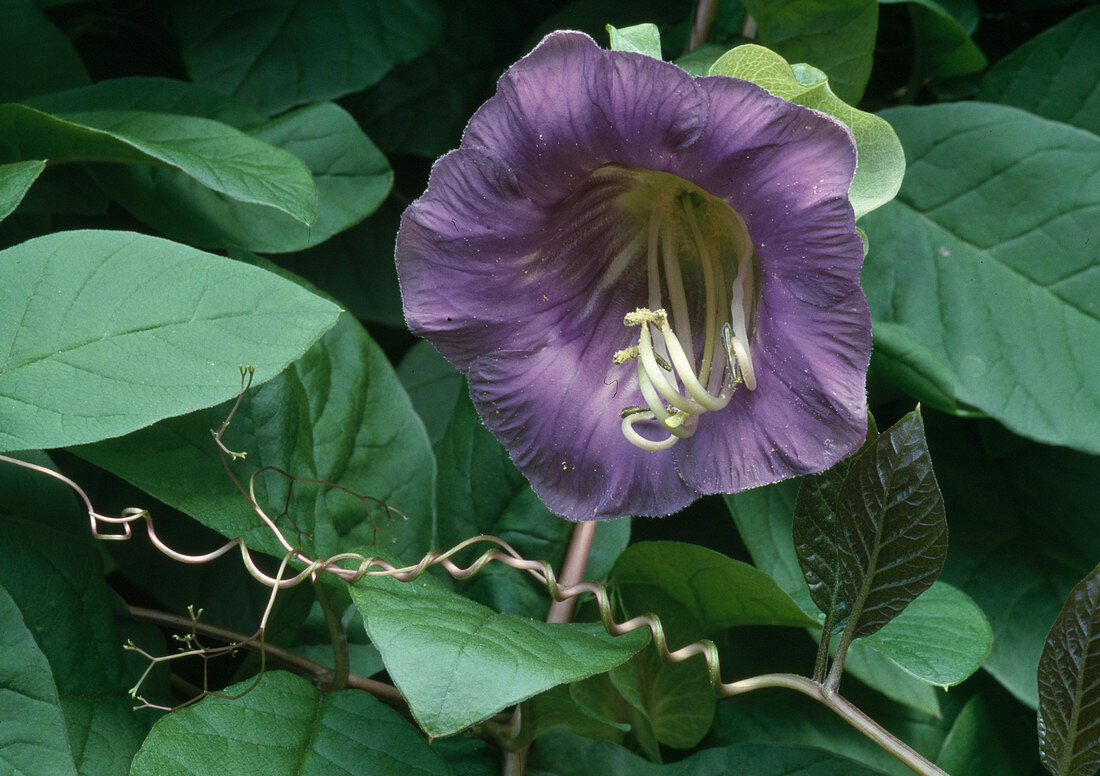 Cobaea scandens (Glockenrebe)