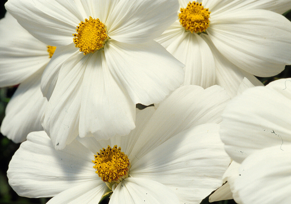 Cosmos bipinnatus Sonata 'White' BL 00.00