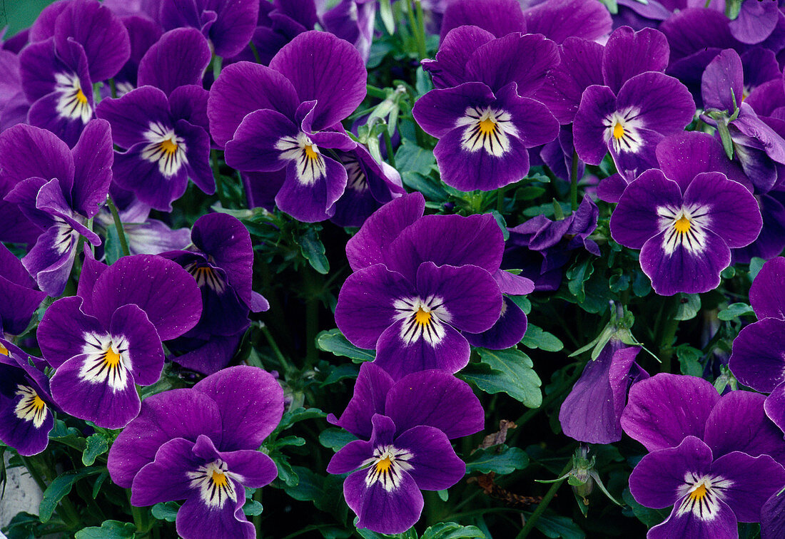 Viola Cornuta Sorbet 'Blackberry Cream' (Horned Violet)