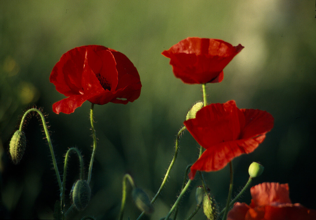 Papaver rhoeas corn poppy