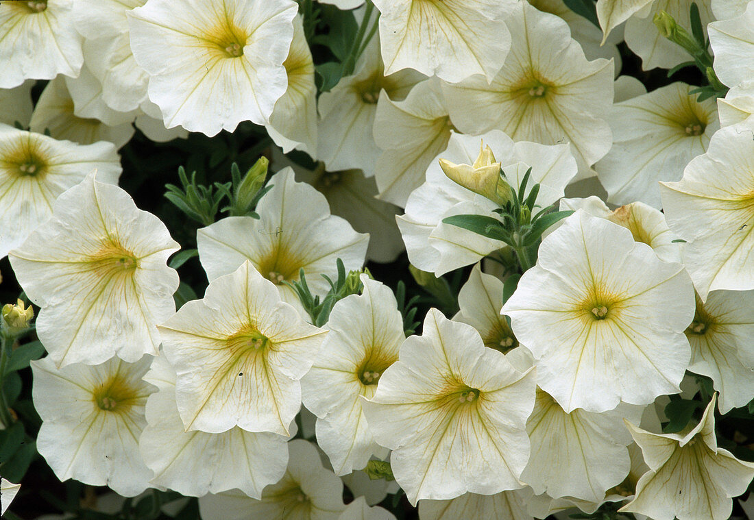 Petunia - Hybr. Surfinia 'Yellow Eye' Bl. 00