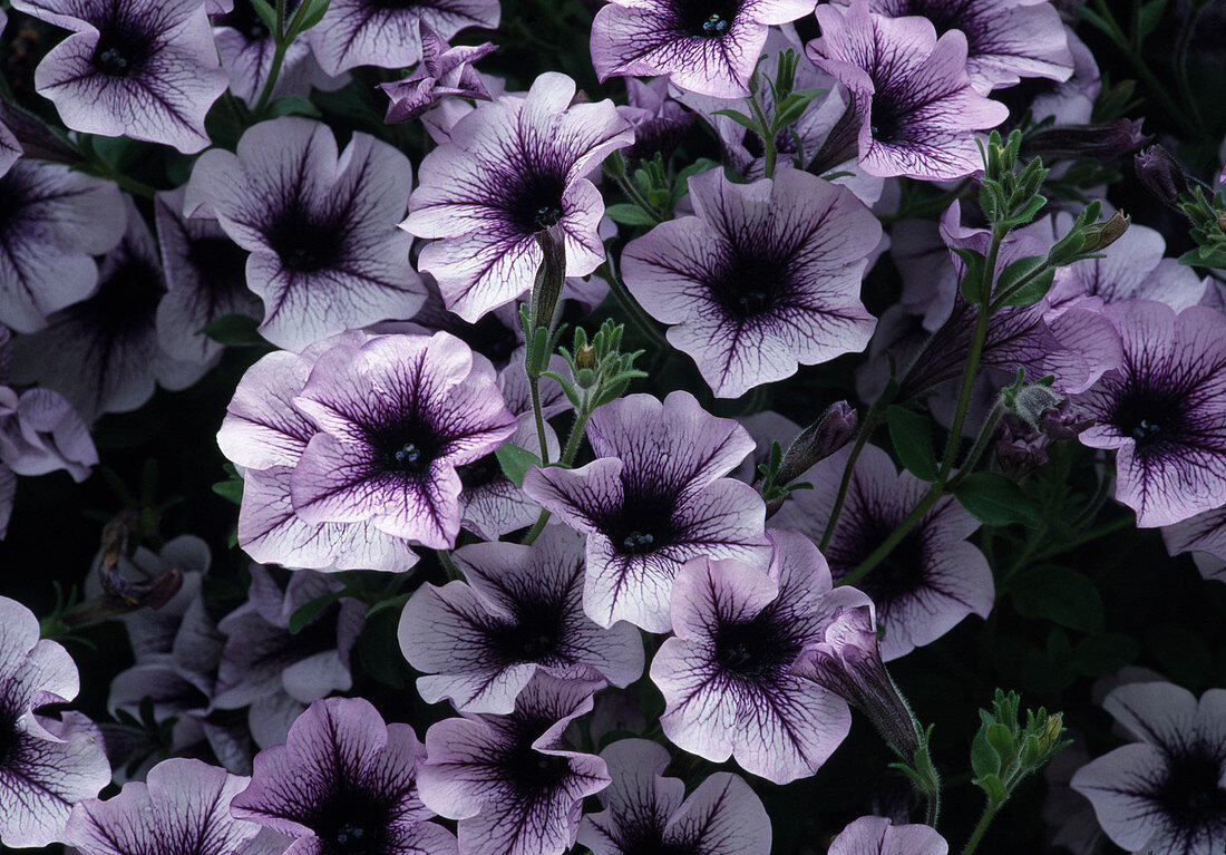 Petunia-Hybride Surfinia 'Blue Vein'