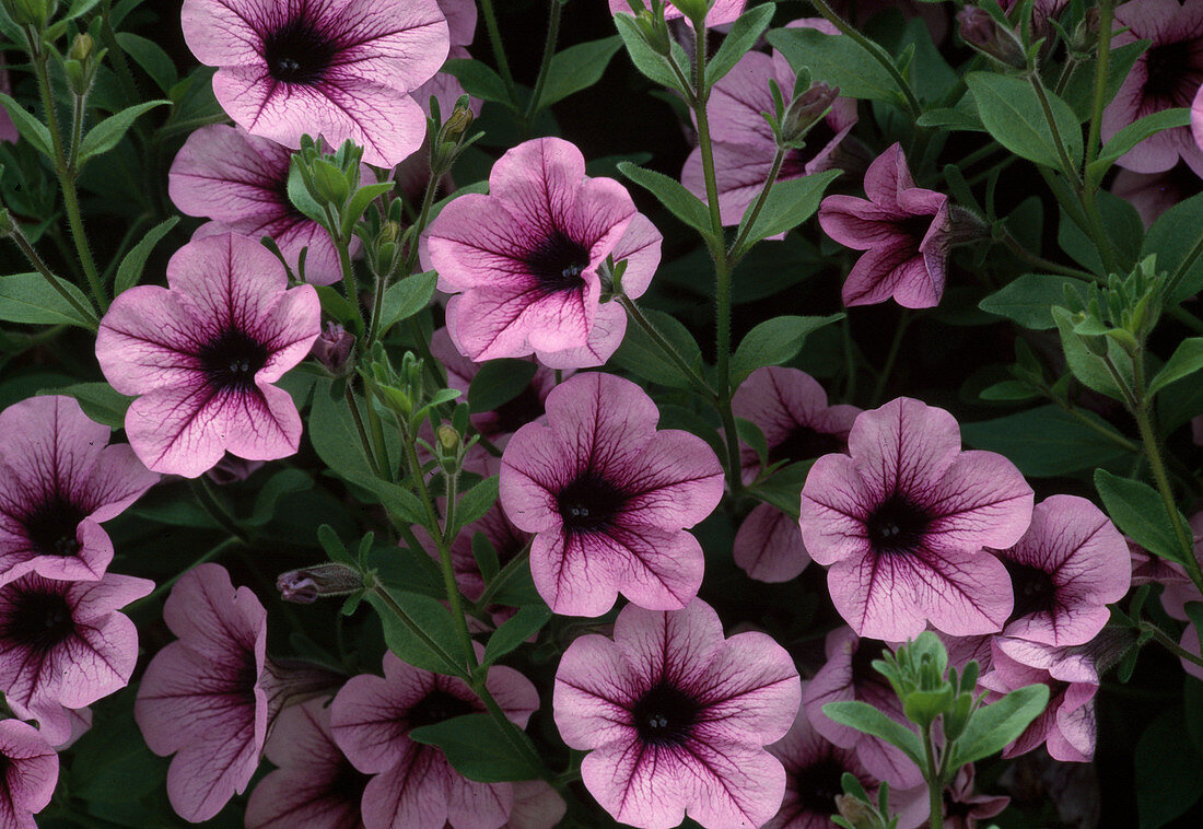 Petunia-Hybr. Surfinia Pink Vein Bl.00