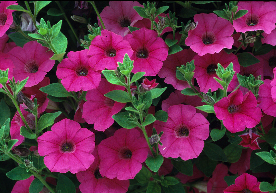 Petunia hybrid Surfinia Rose Pink Bl.00