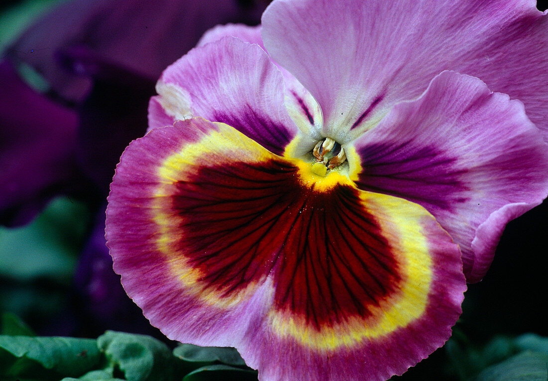 Viola wittrockiana, polychrome (Pansy) Flower 00.00