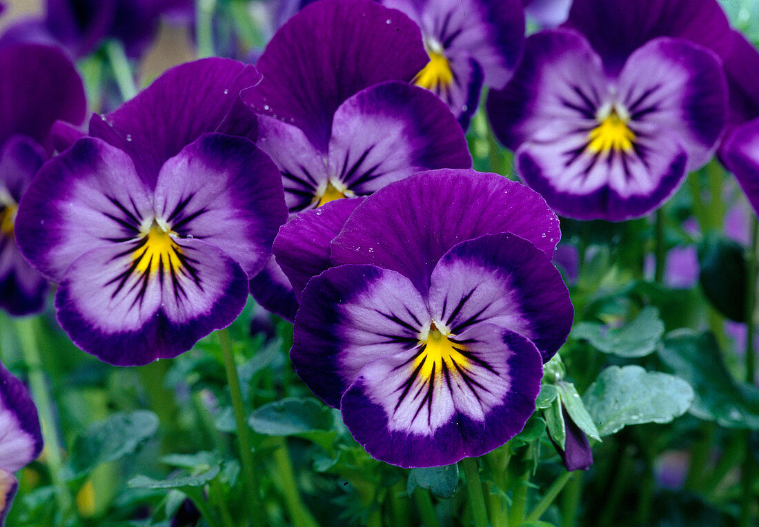 Viola wittrockiana 'Lavender Blue' (Pansy)