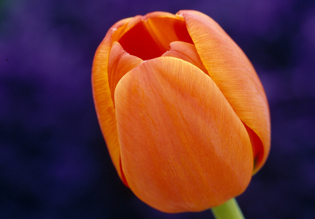 Tulipa 'Annie Schilder' (Tulip)