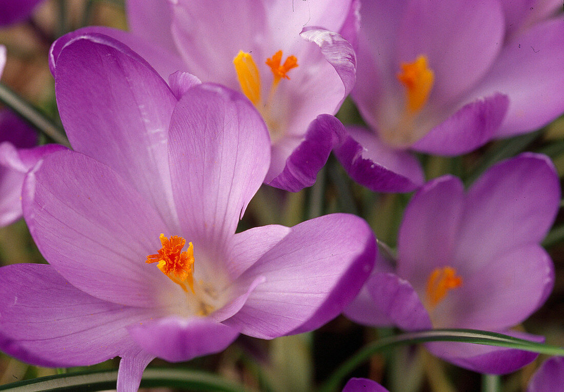 Crocus tommasinianus (Fairy Crocus)