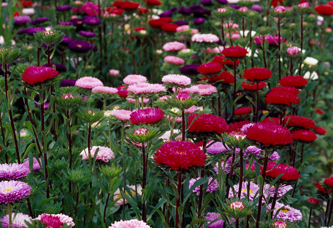 Callistephus Chinensis Sommeraster Bild Kaufen Gartenbildagentur Friedrich Strauss