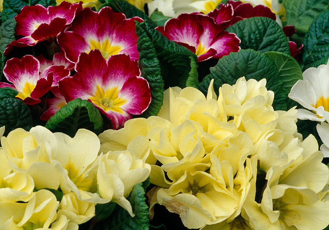 Primula acaulis (Cushion Primrose) 