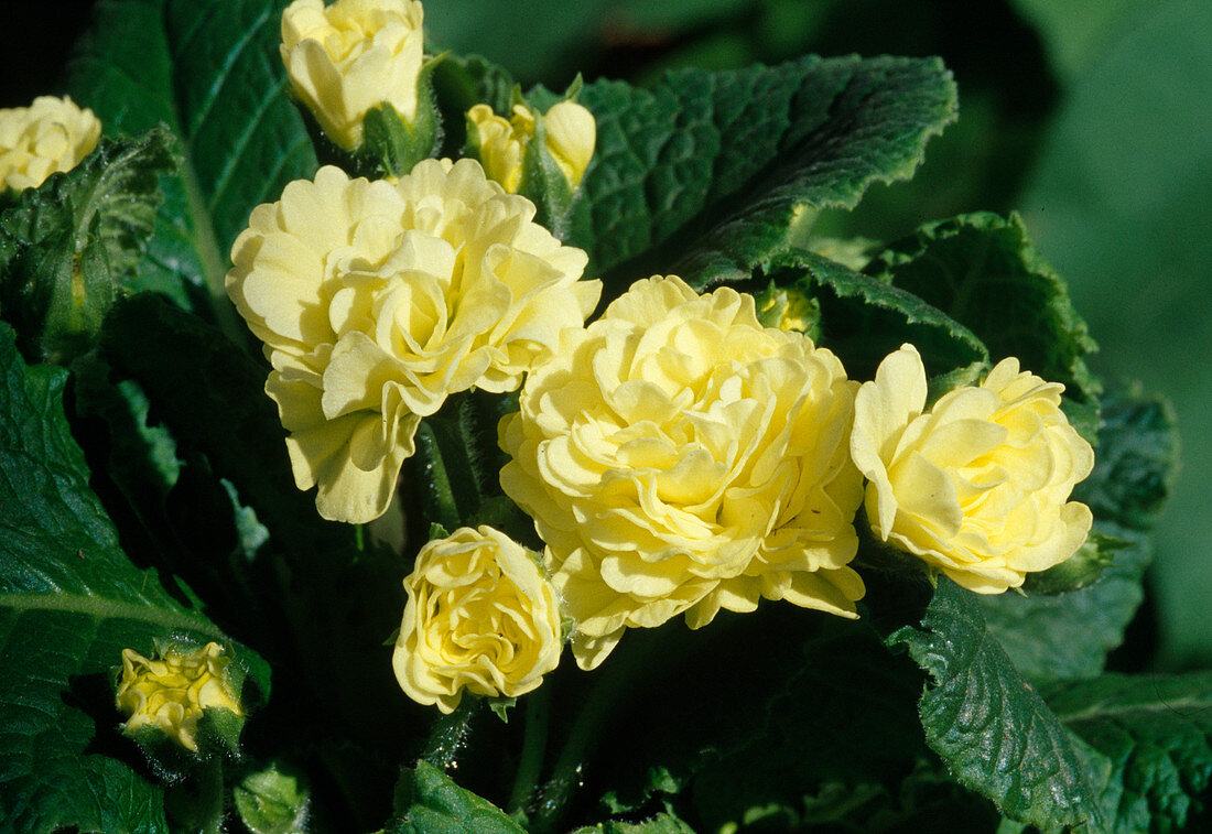 Primula Belarina 'Buttercup Yellow' (Double Primrose) Flower 00.00