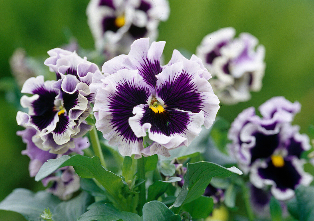 Viola wittrockiana 'Frizzle Sizzle' (Pansy) with frilled flowers
