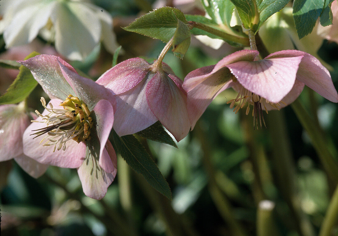 Helleborus orientalis (Dandelion) Flower 00.00