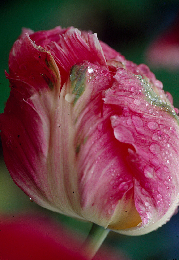 Tulipa Parrot Tulip 'Pink Vision' Bl 00