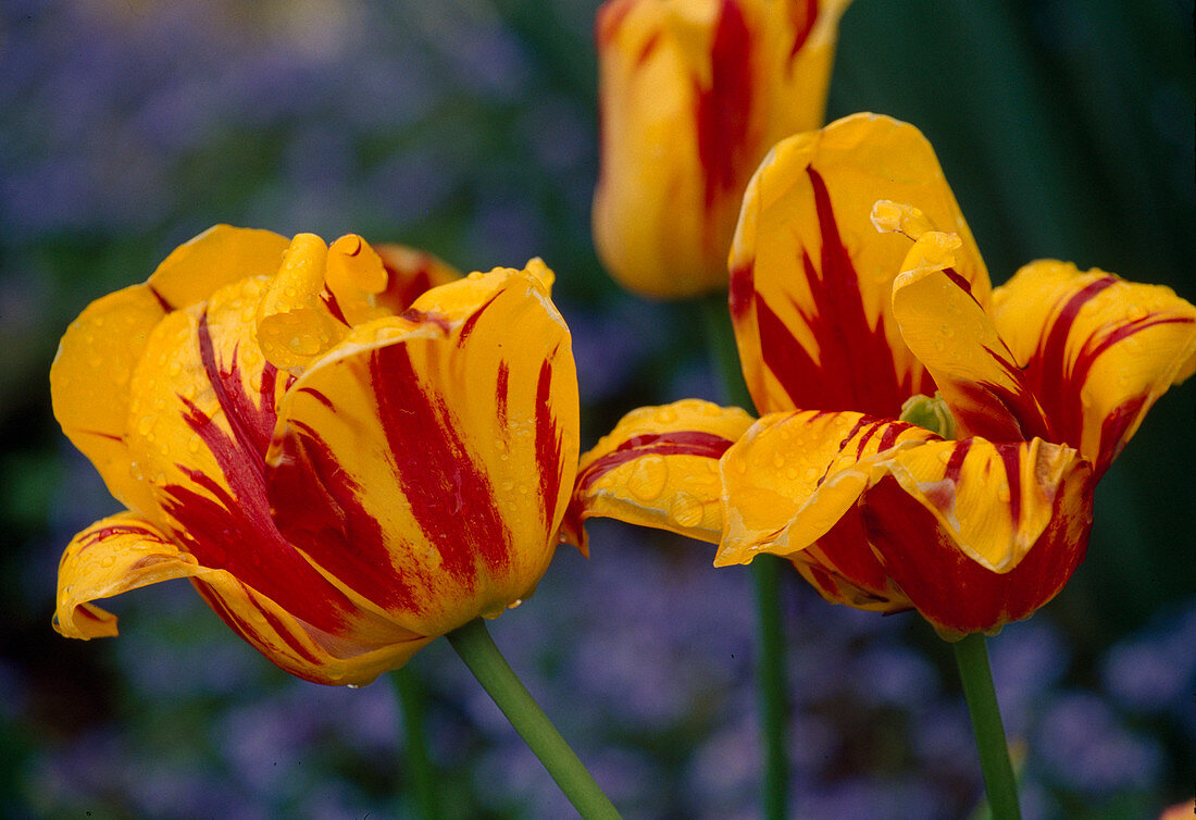 Tulipa 'Vlammenspel' (Simple late tulip), Bl. 00