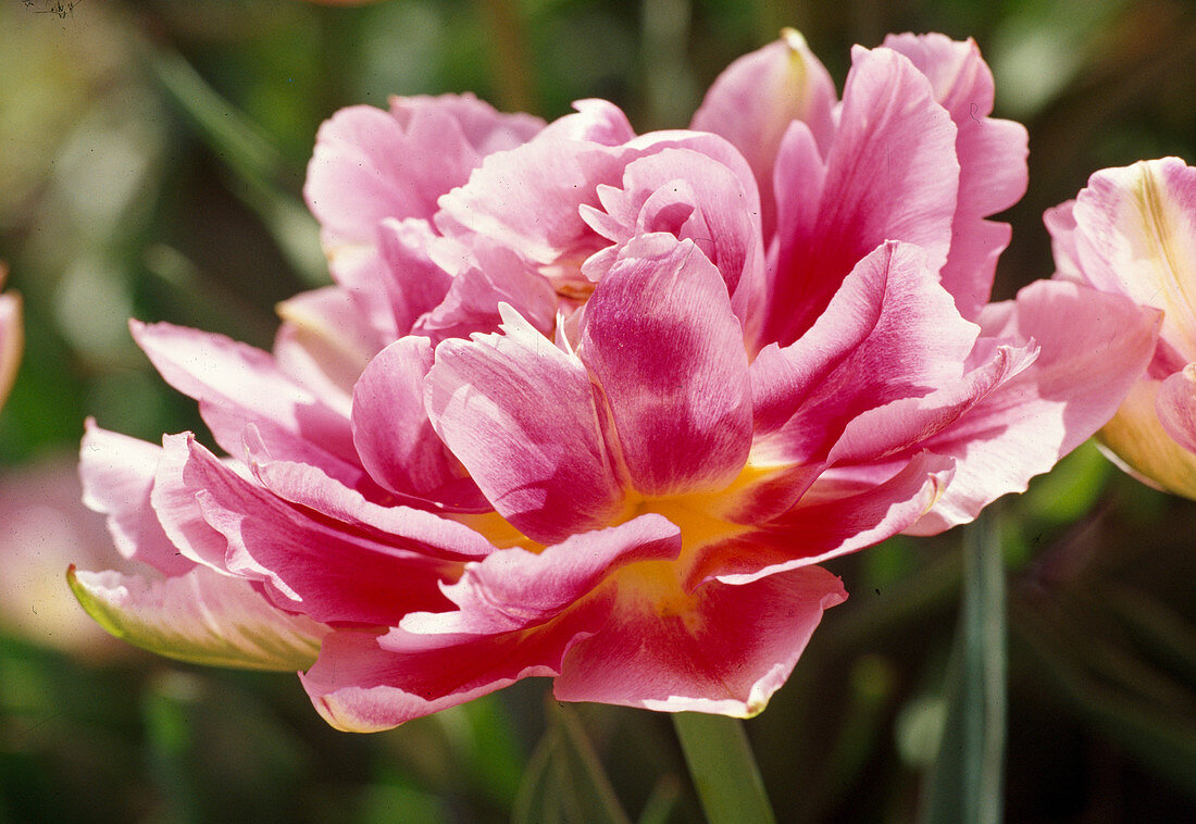 Tulipa 'Peach Blossom' Gefüllte frühe Tulpe
