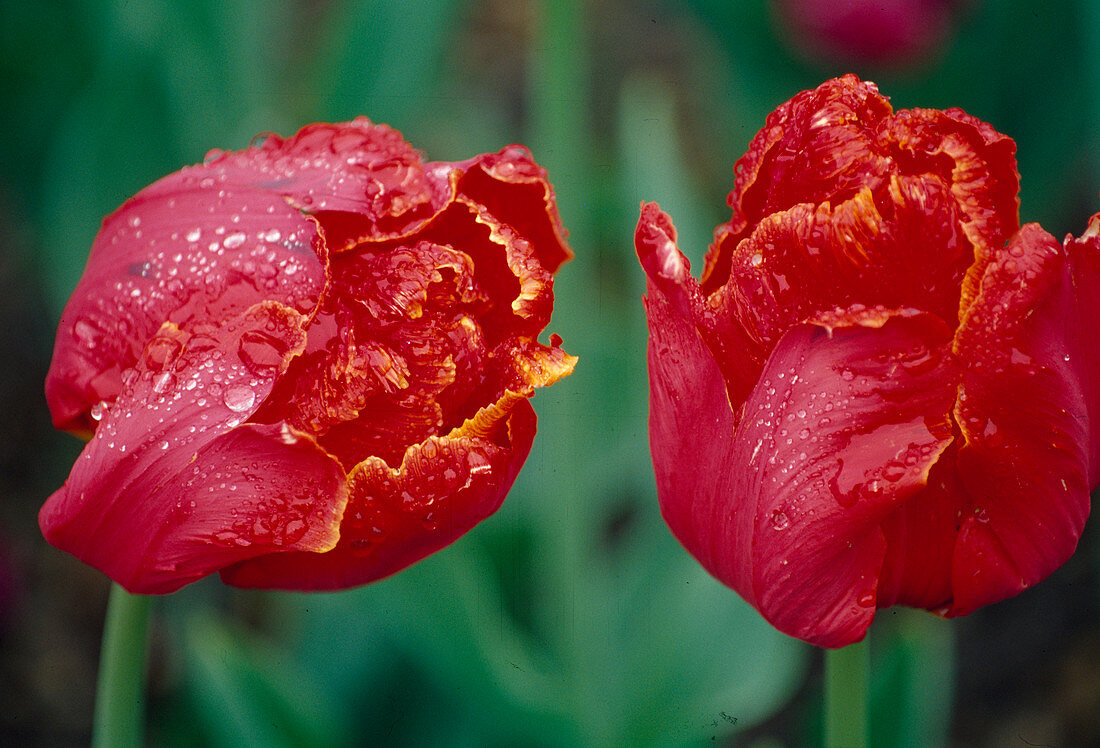 Tulipa Papagei Tulpe 'Karel Doormann' (Tulpen, Papageientulpen Bl 00)