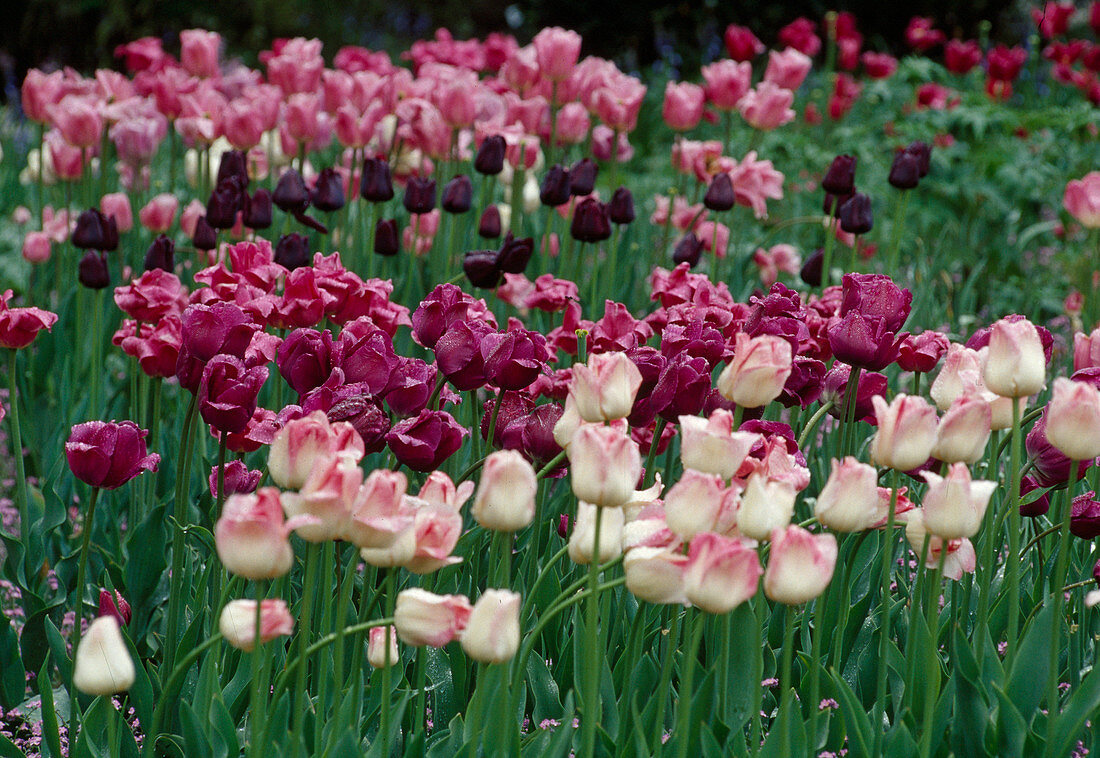 Tulipa Triumph Tulip 'Meissen Porcelain', 'Negrita