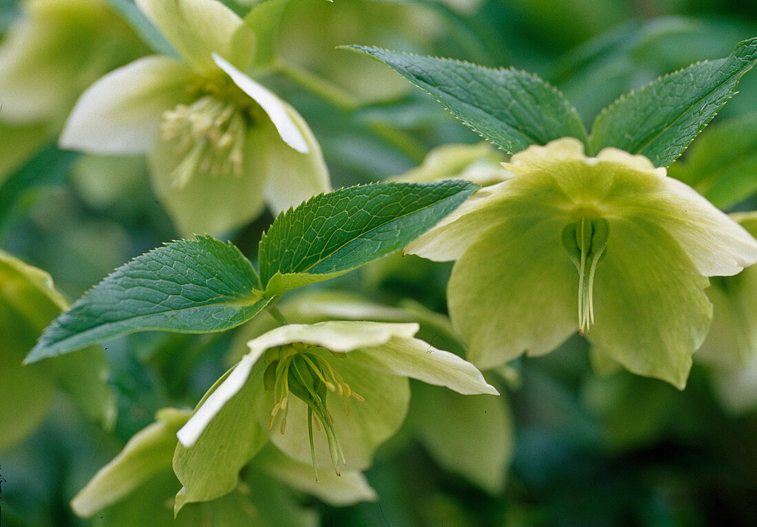 Helleborus orientalis (Dandelion) bl. 00