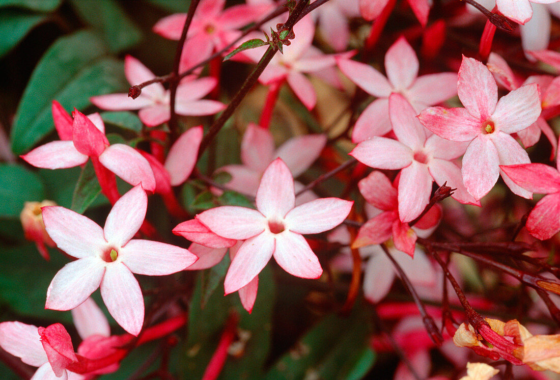 Jasminum officinalis with pink flowers