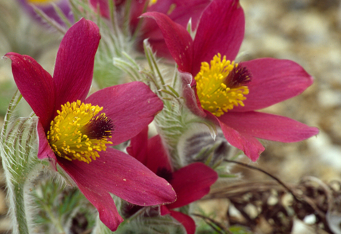 Pulsatilla vulgaris 'Rubra' (Red-flowered Garden Cowbell)