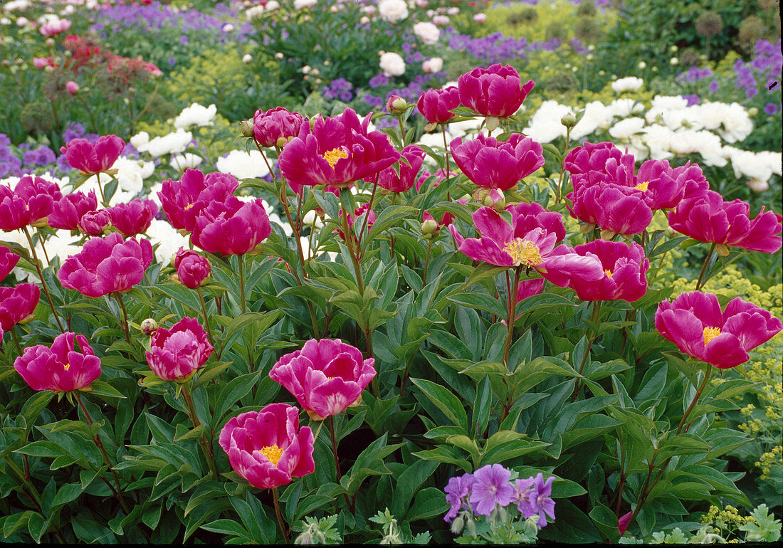 Paeonia lactiflora 'Meissonier' (Peony) BL01