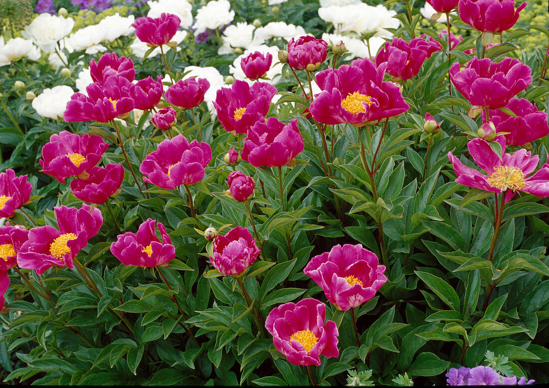 Paeonia lactiflora 'Meissonier'