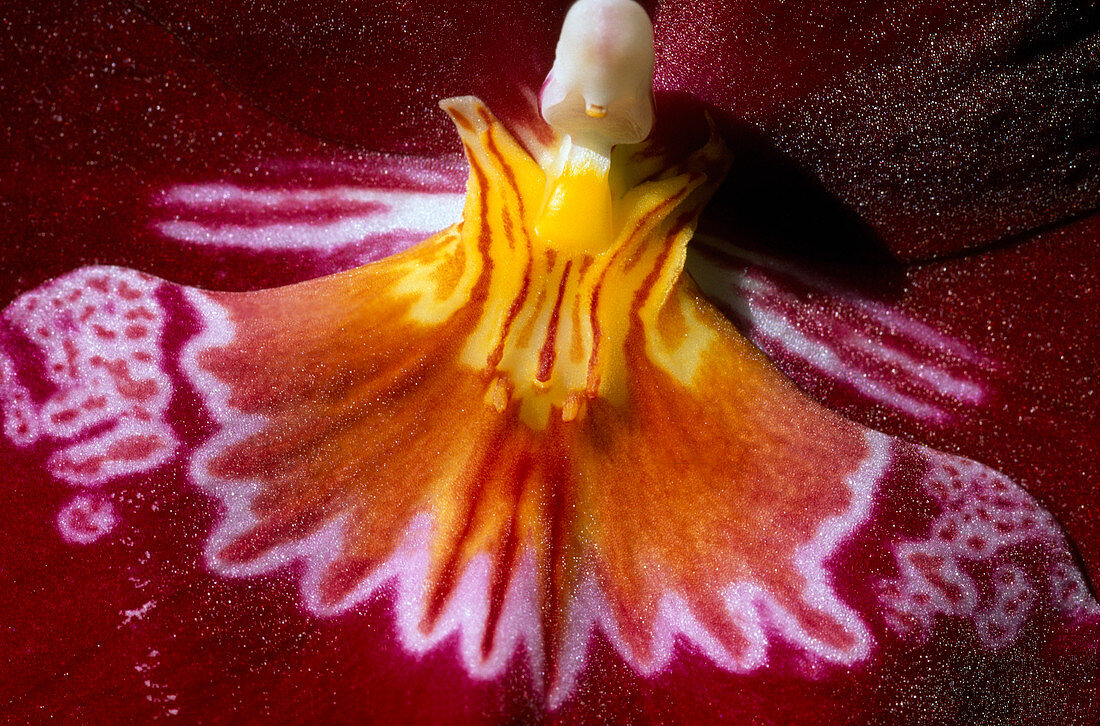 Miltonia hybrid