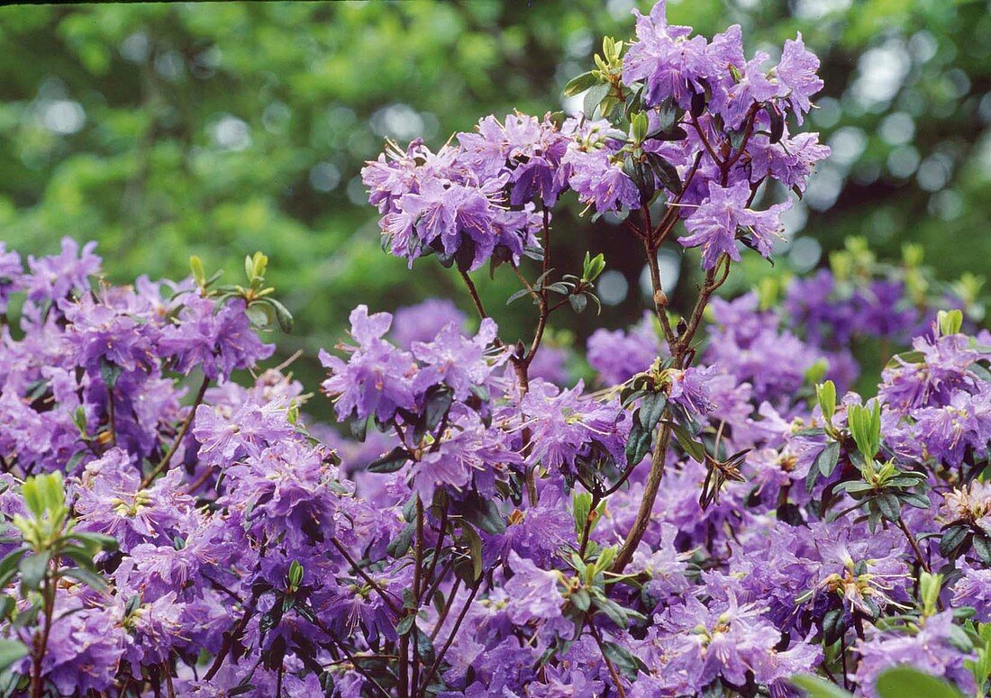 Rhododendron impetitum 'Azurica' Bl 01