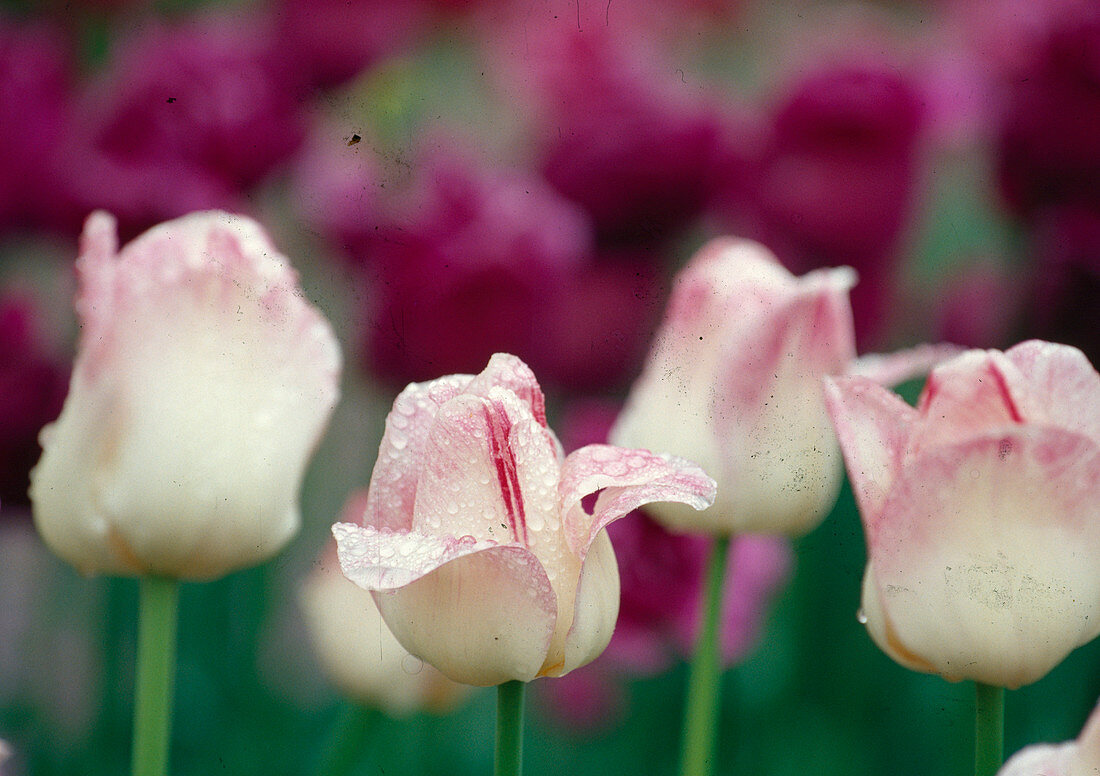 Tulipa Triumph Tulip 'Meissen Porcelain