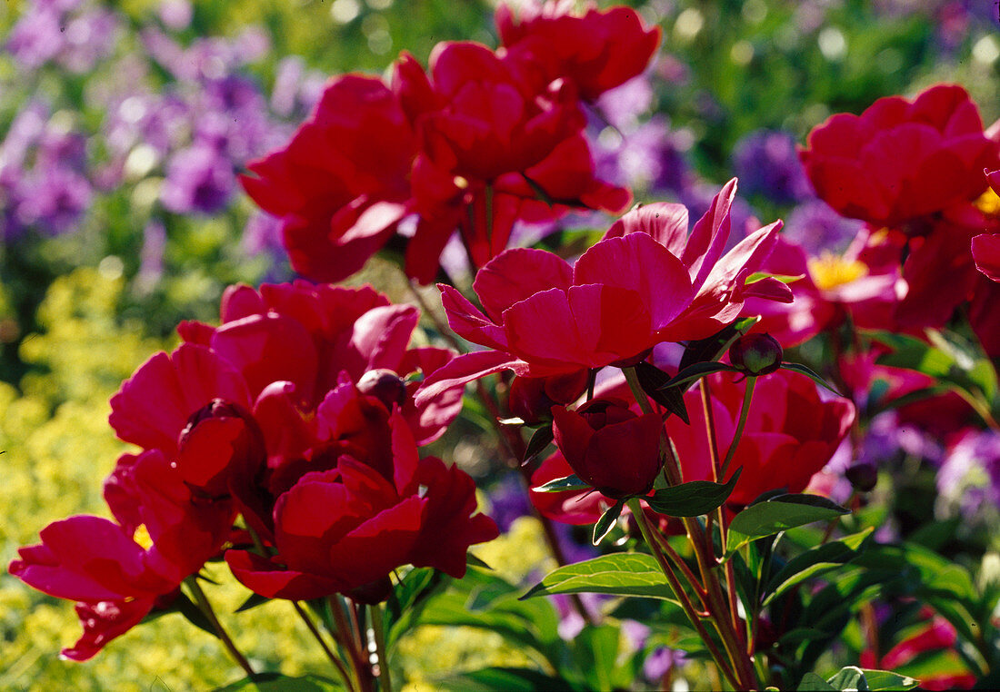 Paeonia lactiflora 'Balliol'