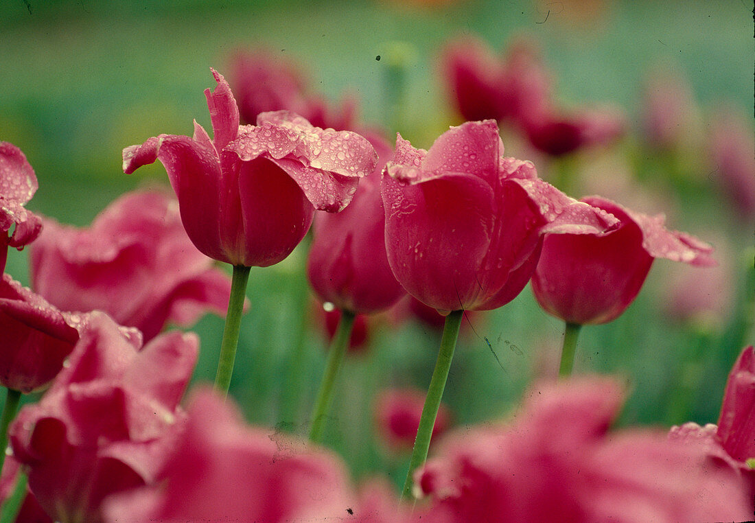 Tulipa Triumph Tulpen 'Barcelona'