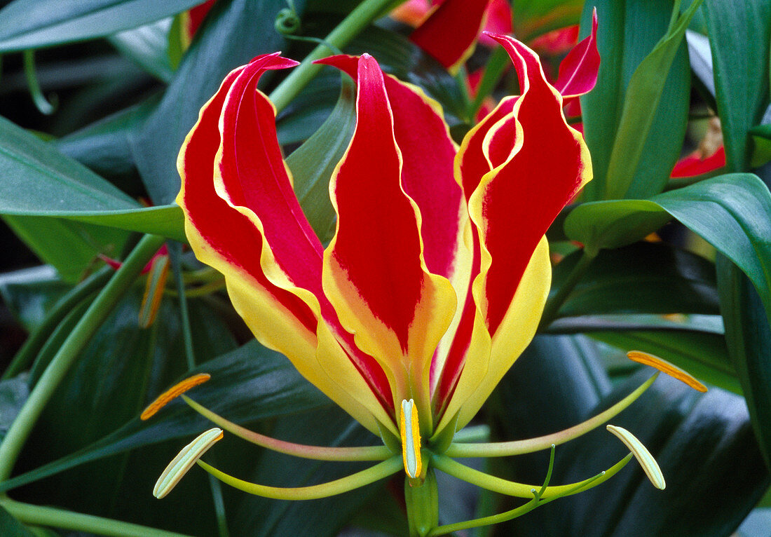 Gloriosa superba 'Rothschildiana' (Glory Crown)