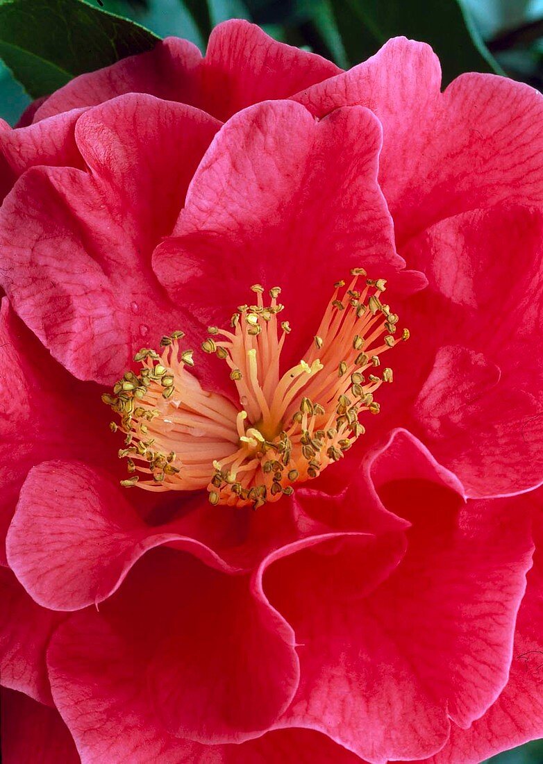 Camellia japonica 'Dr. Clifford Parks' Kamelie 