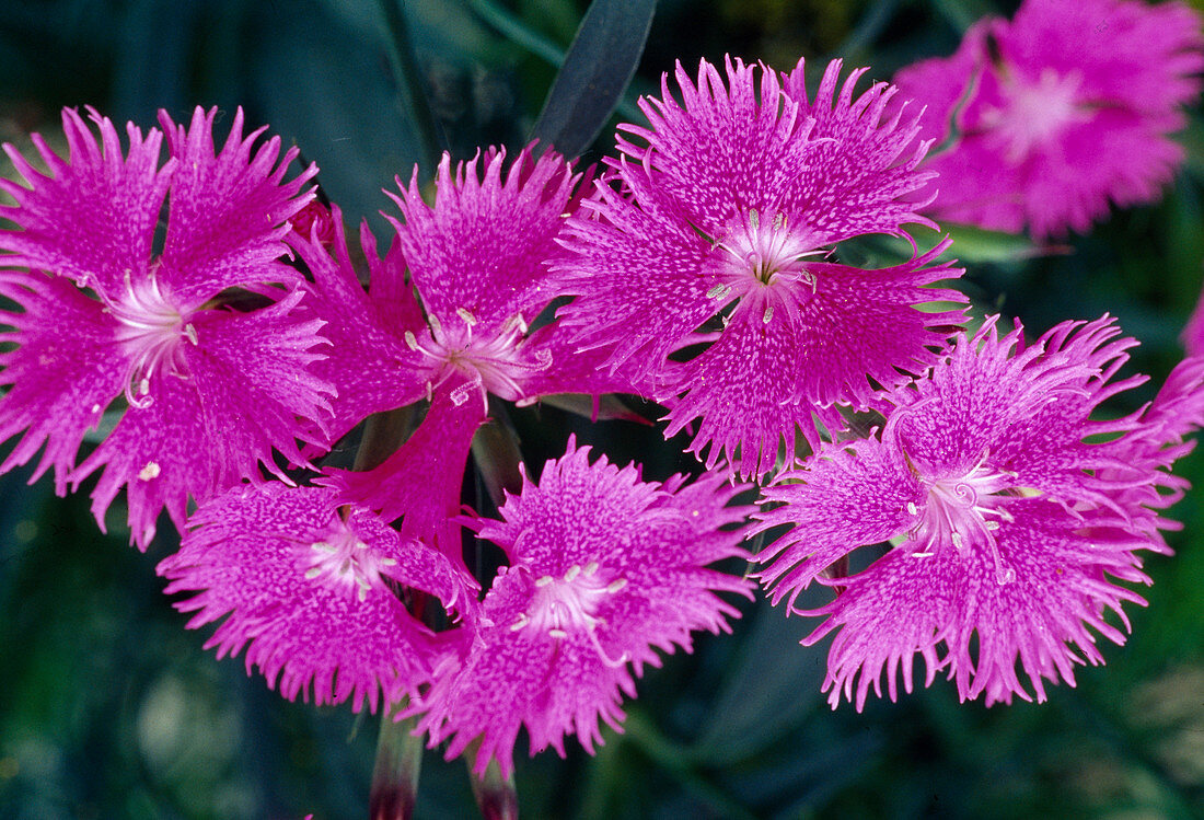 Dianthus gratianopolitanus 'Firewitch' (Pentecostal Carnations Bl 01)