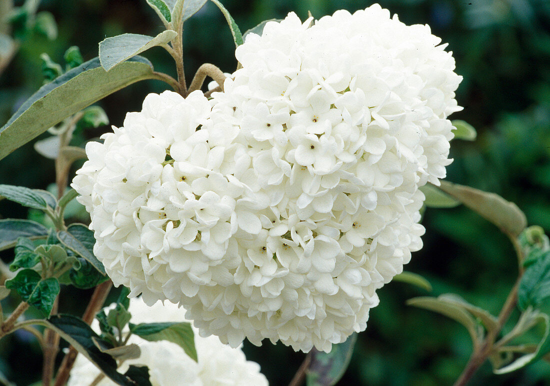 Viburnum 'Eskimo' (Duftschneeball)