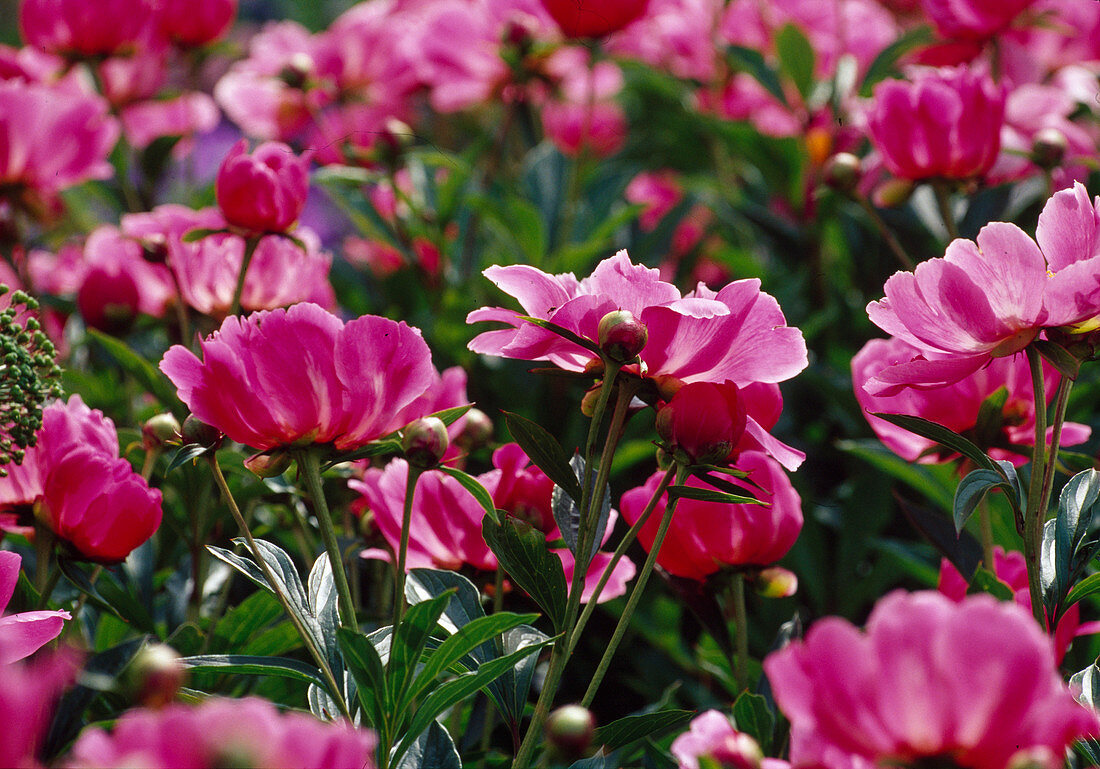 Paeonia lactiflora 'Lady Wolseley' (Pfingstrose) BL 01