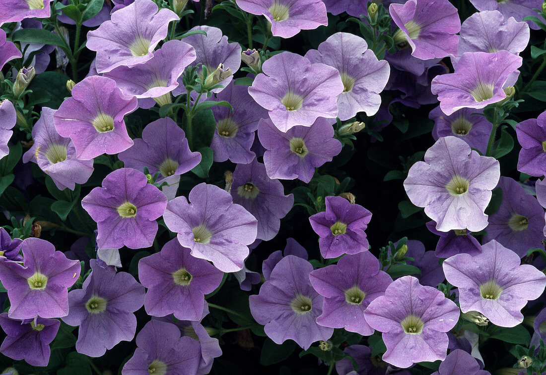 Petunia hybrid surfinia 'Sky Blue