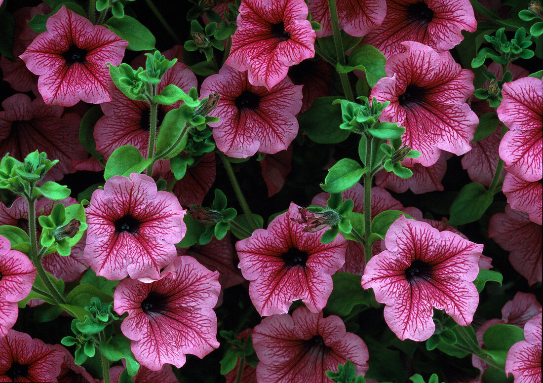 Petunia-Hybr. Surfinia Hot Pink Bl.00