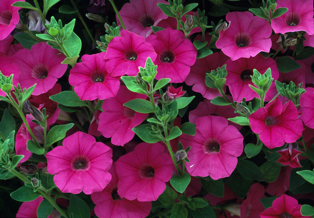 Petunia hybrid Surfinia Rose Pink