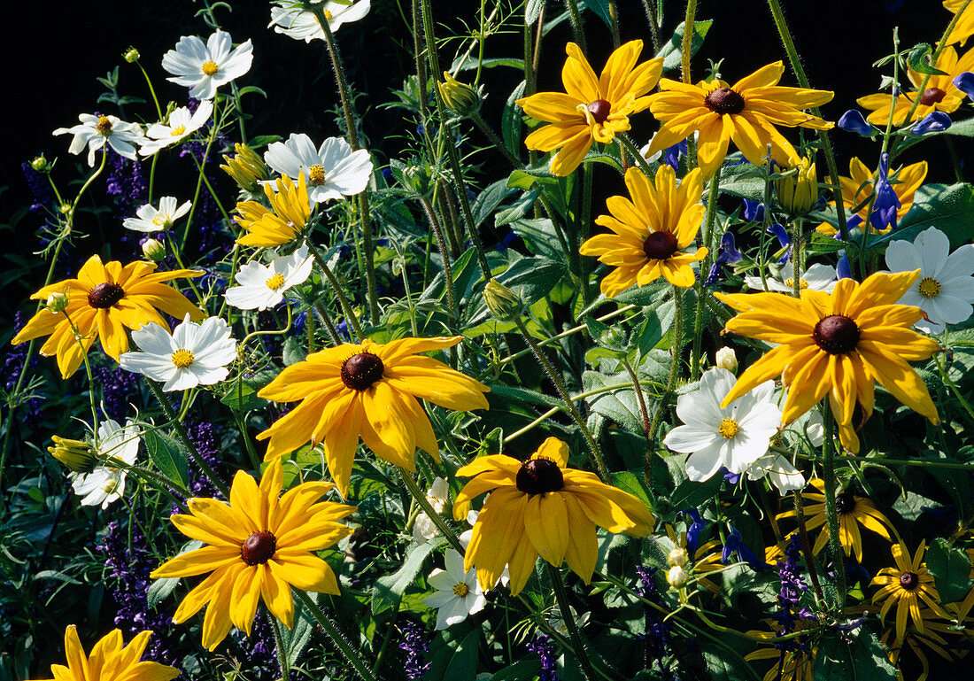 Rudbeckia hirta, Cosmos bipinnatus